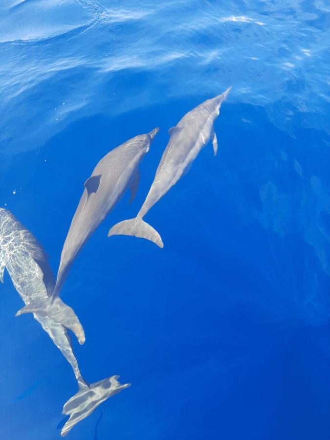 Blue Shark Divers 부나켄 외부 사진