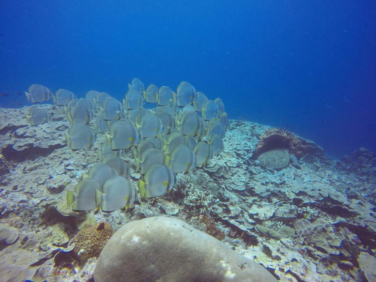 Blue Shark Divers 부나켄 외부 사진